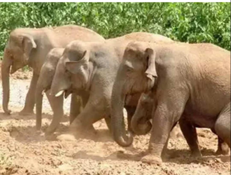 manav-hathi daund rokne ki  prashasan ki pahal 