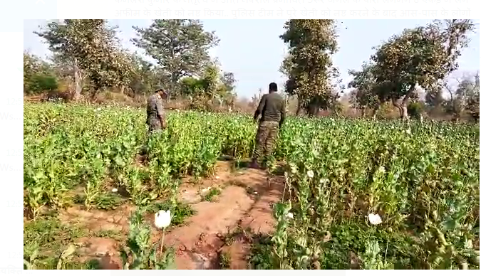 police ki kheti ke khilaph karrawai 