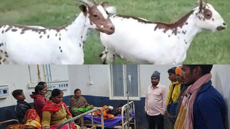 neighbor attacked whole family when goat wheat crop died in nawada.