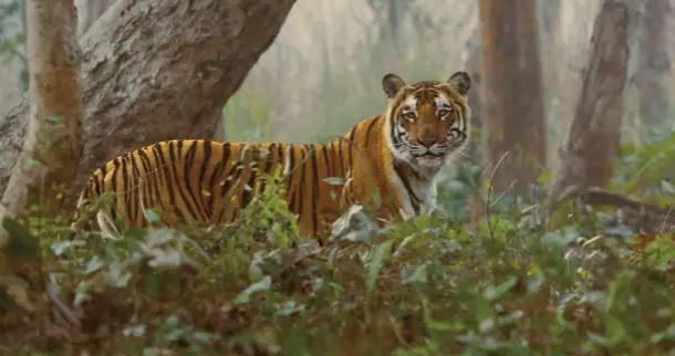 tiger panic in sitamarhi amid cm nitishs samadhan yatra.