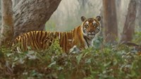 tiger panic in sitamarhi amid cm nitishs samadhan yatra.