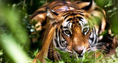 bagaha me fir bagh ka aatank 