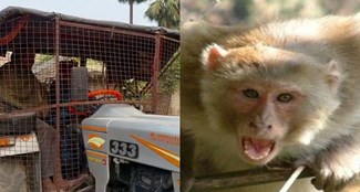 monkey is attacking only brick laden tractor driver in hajipur.