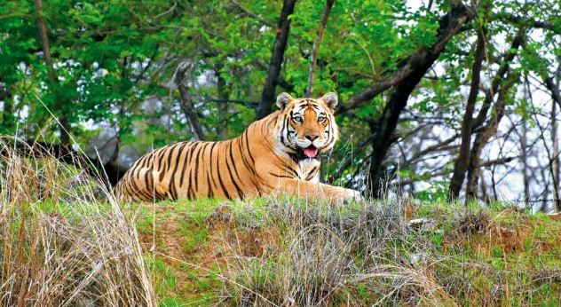 van vibhag ke liye sirdard bana bagh 