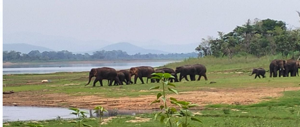 jangali hathiyon ka aatank 