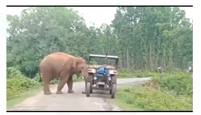 jangali hathiyon ka tandav 