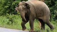Wild elephant crushed to death a woman plucking vegetables in the field in Nawada