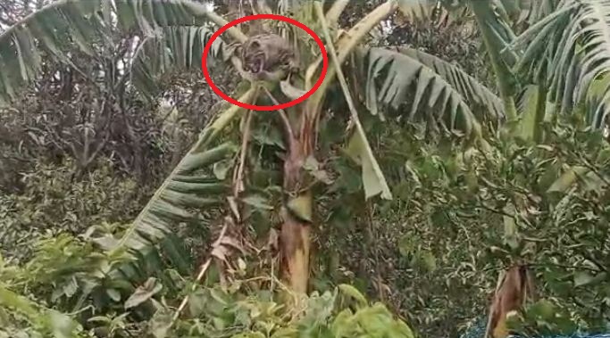 BAGEECHE ME TENDUA GRAMINON ME HADKAMP 