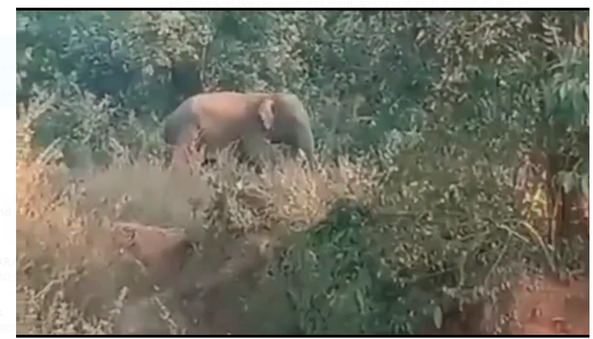 garhwa mai jangali hathiyo ka aatank 