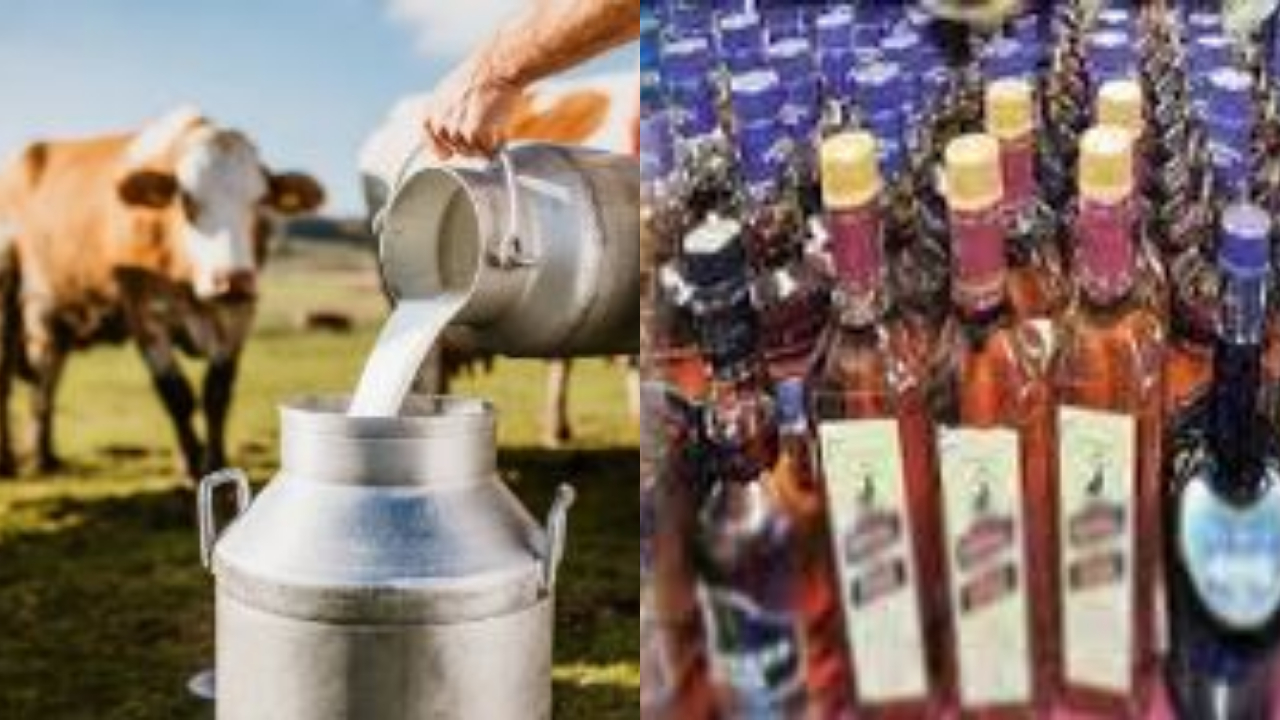 Excise department exposed liquor trade with milk