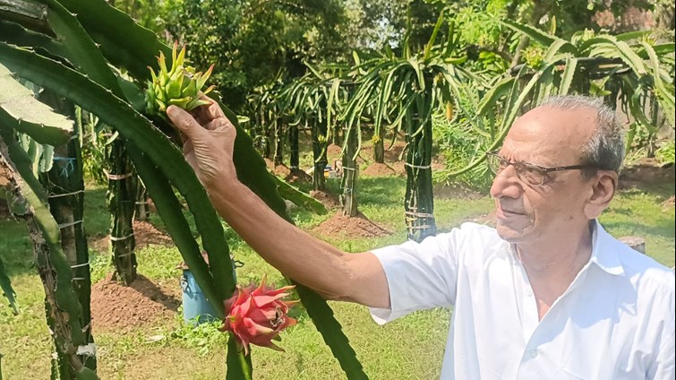 Earning in lakhs from dragon fruit cultivation, helps in increasing platelets during dengue.