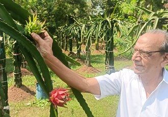 Earning in lakhs from dragon fruit cultivation, helps in increasing platelets during dengue.