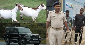 criminal were stealing goats from Scorpios, people caught them red handed...
