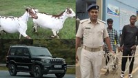criminal were stealing goats from Scorpios, people caught them red handed...