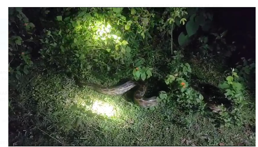 pakur mai ek ghar mai mila ajgar sanp 