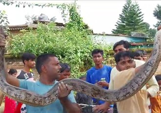 12 feet long python found behind the house, crowd of villagers gathered