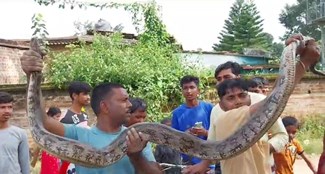 12 feet long python found behind the house, crowd of villagers gathered