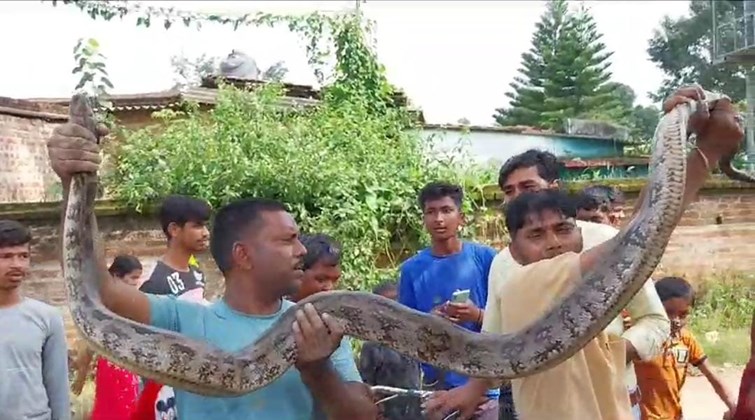 12 feet long python found behind the house, crowd of villagers gathered