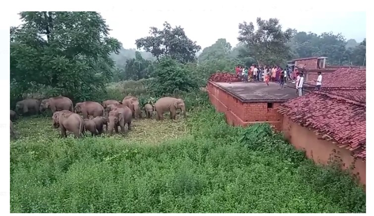 bokaro mai jangali hathiyon ka utpaat 