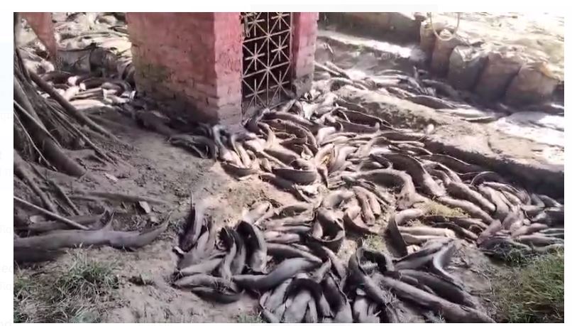 purniya mai machhli lada van durghatnagrasta 