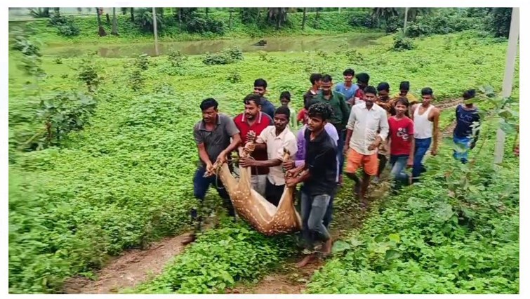 chatra mai gaaw pahunche hiran per kutton ka hamla