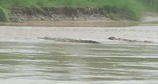 Panic due to crocodile in Muzaffarpur