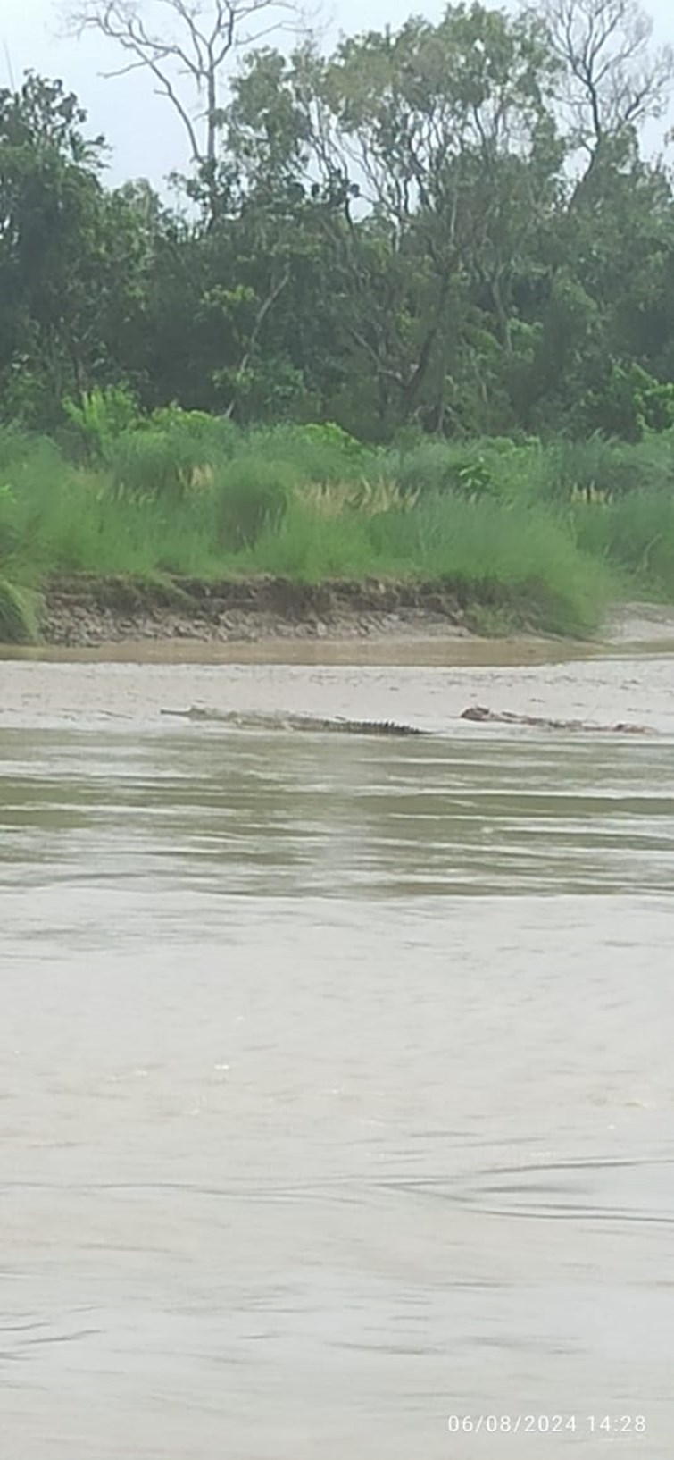 Panic due to crocodile in Muzaffarpur