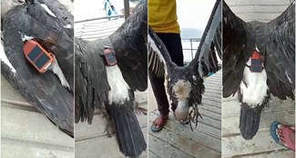 Bangladeshi vulture found in Jharkhand