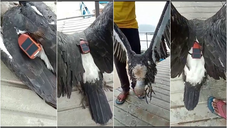 Bangladeshi vulture found in Jharkhand