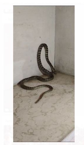 rajdhani ranchi mai mila takshak naag saanp