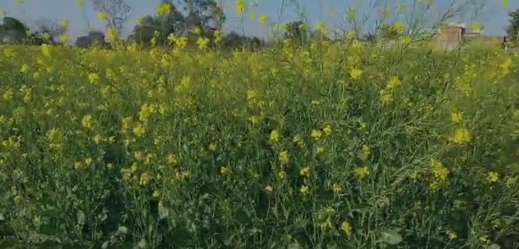 Yellow mustard brought redness on the faces of farmers in Lohardaga, they are growing more yield with less effort