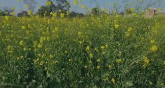  Yellow mustard brought redness on the faces of farmers in Lohardaga, they are growing more yield with less effort