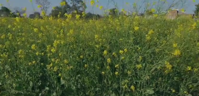  Yellow mustard brought redness on the faces of farmers in Lohardaga, they are growing more yield with less effort