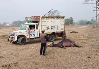 Pickup van loaded with cattle overturns, two buffaloes seriously injured