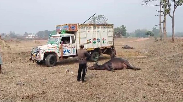 Pickup van loaded with cattle overturns, two buffaloes seriously injured