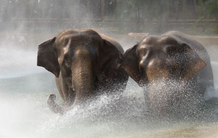  Reliance Foundation's 'Vantara' Animal rescue, conservation and rehabilitation unique initiative