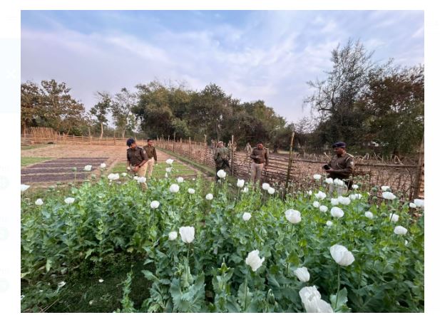 awaidh afim ki kheti ke virudh badi karrawai 