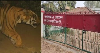 Tiger seen at a distance of ten kilometers from the district headquarters