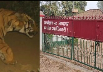 Tiger seen at a distance of ten kilometers from the district headquarters
