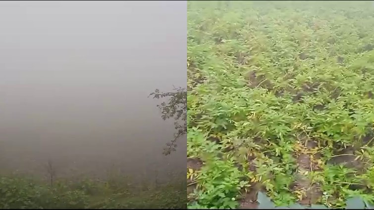 Farmers' crops are getting ruined due to dense fog