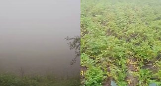 Farmers' crops are getting ruined due to dense fog