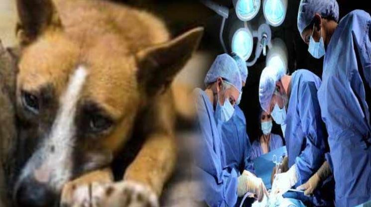  Terror of stray dogs in Banka Man's private part cut, panic in the area