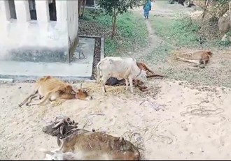20 cows were crammed into 2 pickups, smugglers absconding
