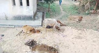 20 cows were crammed into 2 pickups, smugglers absconding