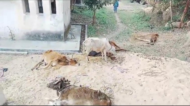 20 cows were crammed into 2 pickups, smugglers absconding