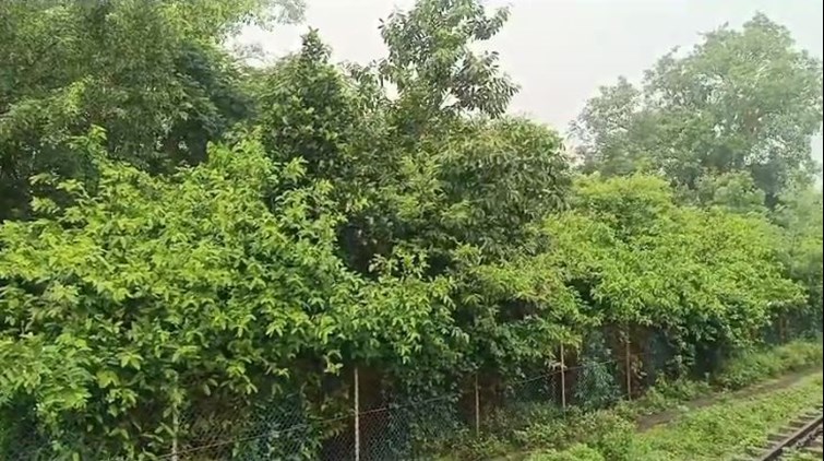 Hundreds of trees were planted by the Railway Department in Madhupur station premises.