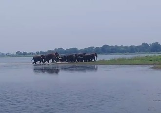 Herd of elephants in Chandil Dam reservoir