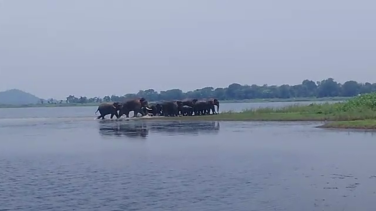 Herd of elephants in Chandil Dam reservoir