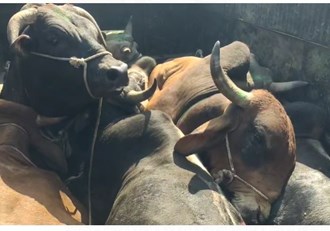 Villagers handed over the pickup van loaded with illegal cattle to the police, a smuggler in custody, police engaged in investigation of the case.