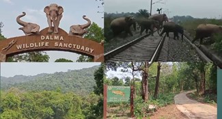 Truth of Dalma Wildlife Sanctuary of Seraikela: Gajraj escapes from Dalma Sanctuary, takes shelter in Ichagarh, know the reason